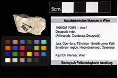 Foto (Objket + Etiketten) von Decapoda indet. 